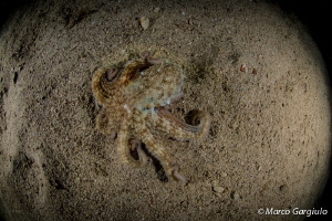Octopus by Marco Gargiulo 